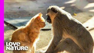 Monkeys Love Their Pet Cats | Oddest Animal Friendships