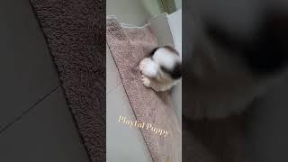 Shizu Puppy  #puppy #cuteanimal #funnyshorts #cute #pets #petowner #petlover #funnyvideo #shihtzu