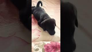 Cute Puppy Barking || Dog Voice #shorts #youtubeshorts #dog #dogsound #dogbarking