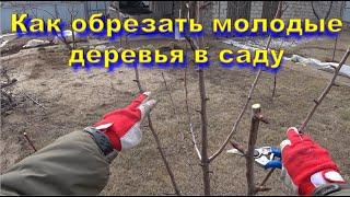 Как обрезать молодые деревья в саду