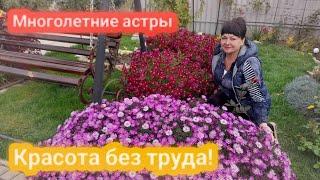 Многолетние астры - красота без труда!