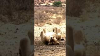 Sleeping Lioness #shorts#lion