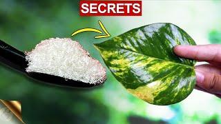 MY SECRETS TO BIG MONEY PLANT (POTHOS) | MONEY PLANT CARE TIPS - COMPLETE GUIDE