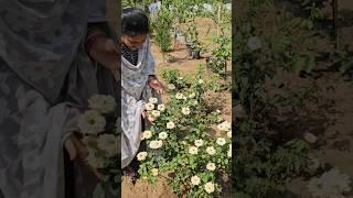 Roses in my garden గులాబీలు #roses #mygarden #gardening #flowers #shortvideo #viralvideo