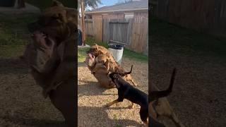 Hyena attacks Pitbull, she deserved it??  #nbf #nbfkennel #pitbull #hyena #dog #texas #xlbully