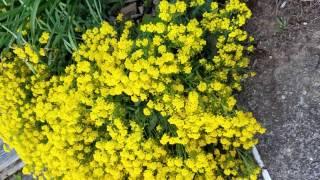 yellow perennial flower Basket of Gold Alyssum