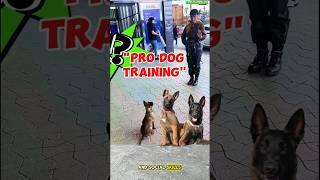 "Pro dog training" #dog #belgianmalinoisdog #dogbreed #belgiummalinois #trainingdog