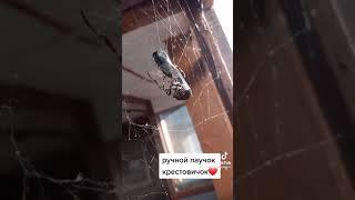 ручной паук жора #Shorts