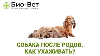 Собака после родов - Как ухаживать?