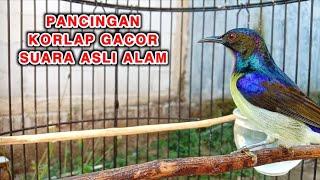 kolibri kelapa | manggar | wiceh | pancingan korlap gacor suara asli alam memanggil lawan narung