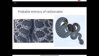 Wildlife Diversity Webinar Series   Assessing Taxonomic and Genetic Diversity in the Western Hognose