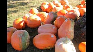 Huge Atlantic Giant Pumpkin Harvest From The Farm Field-Lots of Pumpkins!