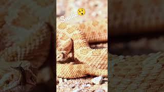 Facts about snake  #viral #viralvideo #video #shortvideo #trending #trendingshorts