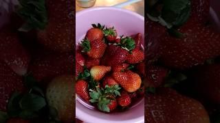  САМЫЙ ВКУСНЫЙ СОРТ КЛУБНИКИ #клубника #садогород #огород