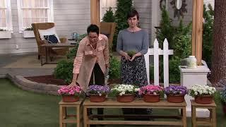 Cottage Farms 6-Piece Magic Carpet Sweet Alyssum Collection on QVC