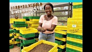 Brown live Gold - The Black Soldier Fly agripreneur