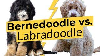 Bernedoodle vs. Labradoodle Breed Comparison   2023 