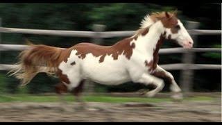 America's First Horse   Hidalgo and the Spanish Mustang