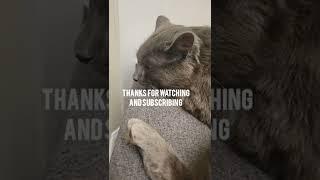 Nebelung/USA/#shorts #short #nebelung
