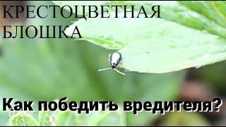 Как избавиться от крестоцветной блошки на огороде? 3 самых проверенных способа.