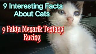 9 Fakta Menarik Tentang Kucing yang belum anda tau