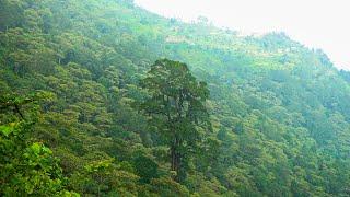 The Ancient Mystery Of The Saya briksha Tree | सय वृक्ष हतुवागढी, भोजपुर Ekkaichhin Aaunus |