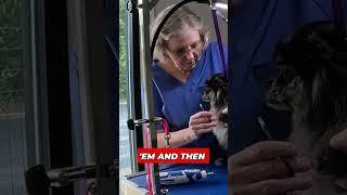 Grooming Adventures Sassy Dogs Unite ️