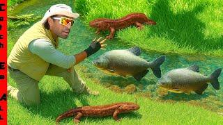 We FOUND a CRYSTAL CLEAR WATER Creek FULL of GIANT INVASIVE SPECIES!