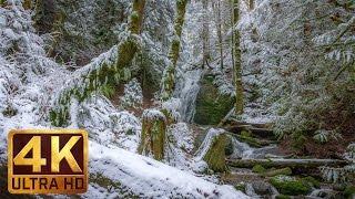 Winter Forest Walk in 4K | 2 HRS Relaxation Video with Beautiful Music - WATER & FOREST - Part 5