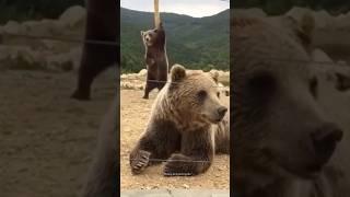 Funny Bears | Bear Attack | Polar Bear | Funny Animals #shorts #bear #funnybear #grizzlybear