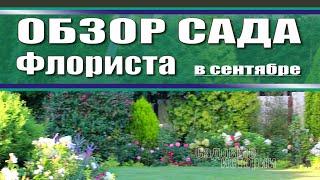 Прекрасный сад Светланы - 1 серия  / Обзор сада в сентябре  / цветение гортензий / цветение роз