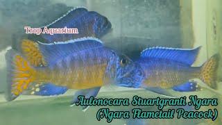 01.11.2024 TOP FAVOURITE MALAWI/AFRICAN CICHLIDS [Trop Aquarium] (Singapore)