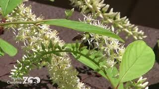 Wild About Nature: Carpenter Bees