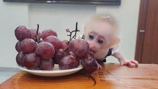 Monkey BiBu eat grapes for the first time how delicious