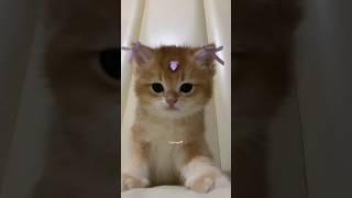 Daily Dose Of Kittens Cuteness#cat #kitten #cute #funny #cuteanimal #shorts #Catsology26