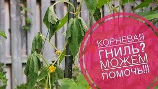 Как избаитmся от корневых гнилей огурцов?