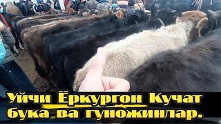 Бузокчалар новвос ва гуножин. Уйчи Ёркургон. Yor qorgon Uychi xayvon bozor