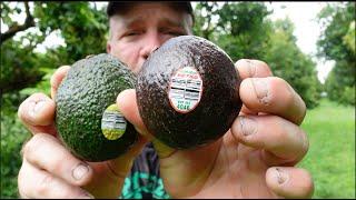 Avocado Industry Secrets Your Supermarket Doesn't Want You to Know