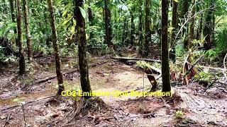 Daintree Rainforest Walk, Queensland, Australia (12/23/'24)