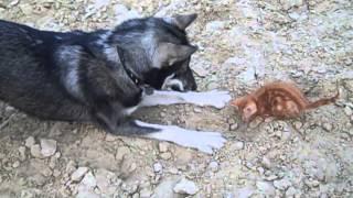 wolf plays tag with kitten