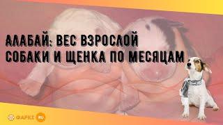 Алабай: вес взрослой собаки и щенка по месяцам