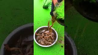 Amazing Trap Fishing In Paddy Field| Loach farming 미꾸라지 양식  #fishing #loach