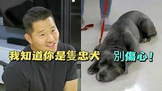 卡斯羅犬見人就攻擊，誰知訓犬師卻說它是隻好狗，背後原因令人意外