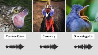 Nature’s Scariest Sounds: Creepiest Bird Sound (With Audio)