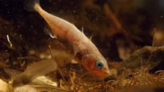 Male three spined stickleback (Gasterosteus aculeatus) constructing nest, April.