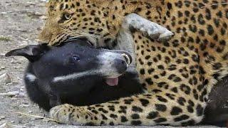 LEOPARD VS DOGS! Leopard attacks Dogs Leopard in action PART 4