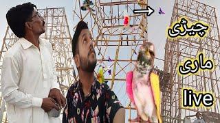 ناصر نے نمبر لگے 5 کبوتر پکڑے - Apna Shok apni pachan - Nasir pigeon club