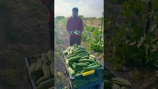 Ridge gourd harvesting @KrishiProduce  Texas, USA #agriculture #allnatural #healthy