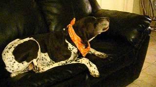 Elvis Bondurant-The Singing Dog does "Oh When The Saints" (Take 2)