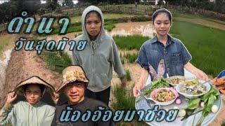 ดำนาวันสุดท้าย น้องอ้อยมาช่วยจนมืดค่ำ21 มิถุนายน ค.ศ. 2025